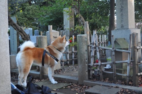 Jun devant la tombe de Hachiko